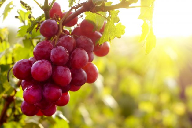 A szőlőmagok olyan antioxidánsokat tartalmaznak, amelyek megvédik a szervezetedet!